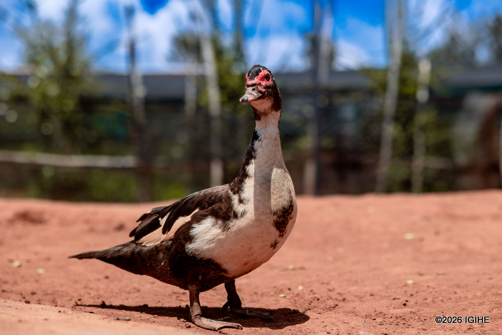 A duck in David Clark's farm.