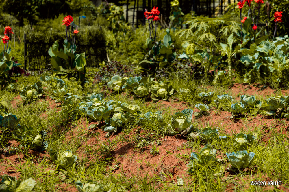 The family grows a variety of crops on the farm, including cabbages.