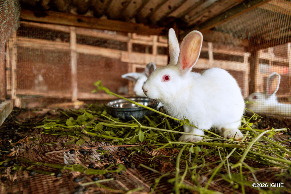 The family also rears rabbits.
