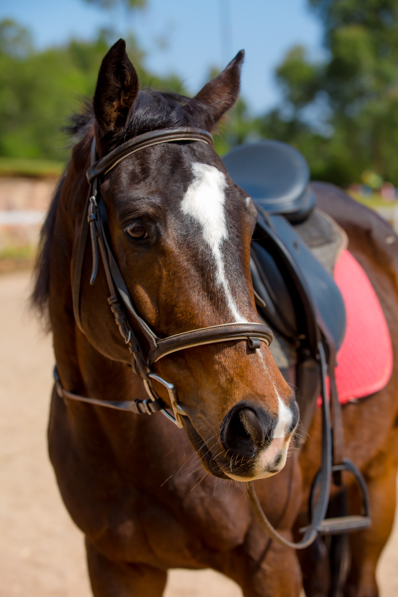 A horse can grow to an impressive height of 1.8 metres.