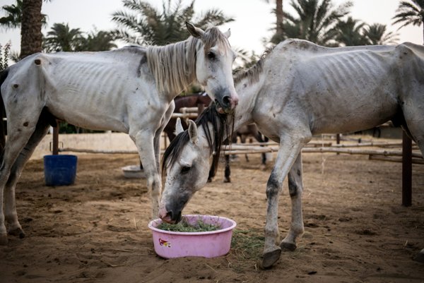 Horses being treated at Jill Barton’s free clinic, south of the Great Pyramids of Giza, Egypt.