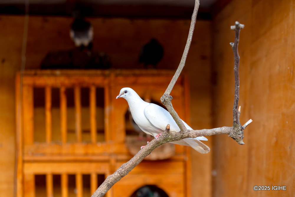 Pigeons are found on the farm.