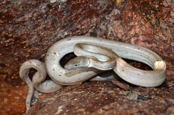 The Conception Bank silver boa (Chilabothrus argentum) is named for its color and the fact it was first found on a silver palm tree.