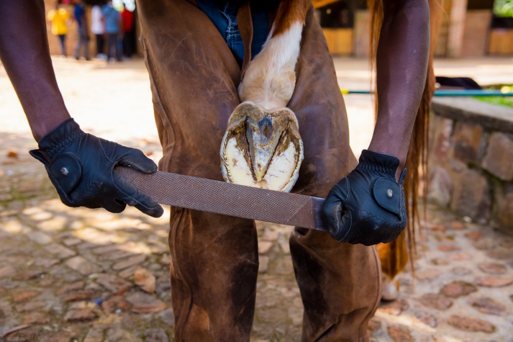 Hooves are cleaned carefully on both sides.