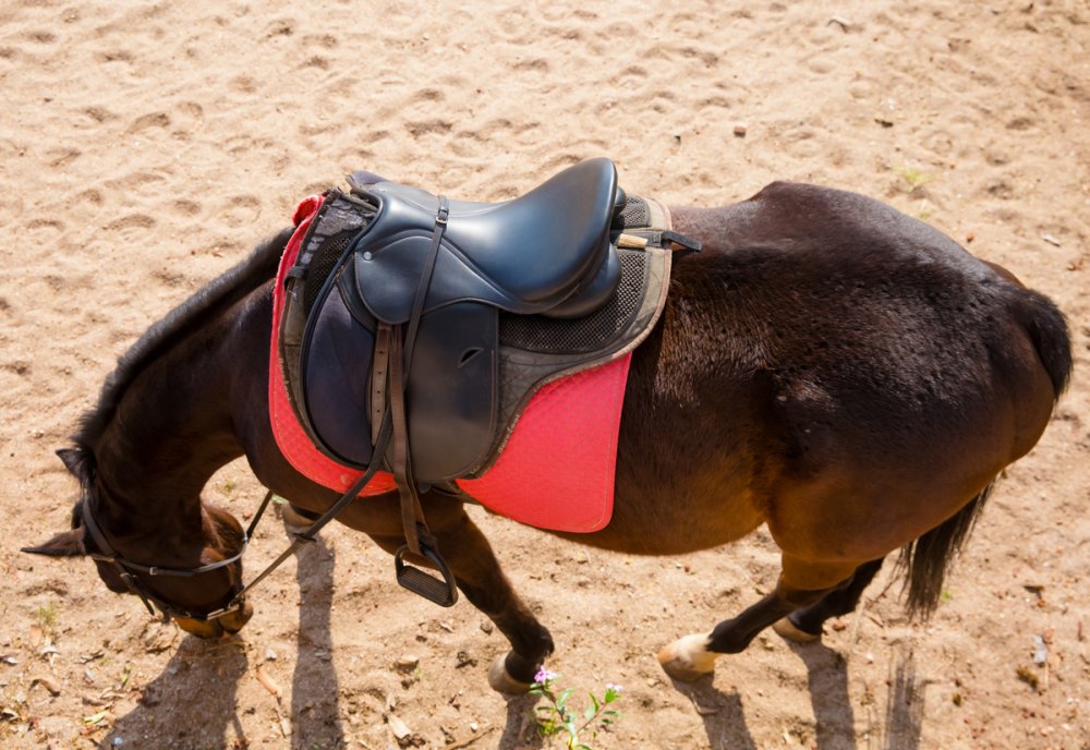 A well-fed horse can weigh up to 600 kilograms.