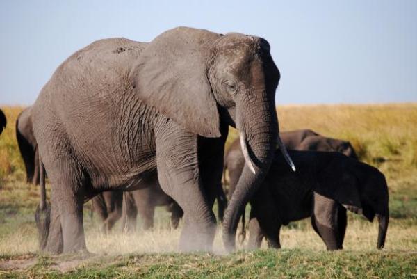 A family of elephants walk along the grassy shores of Namibia, where they risk their lives each day to get food.