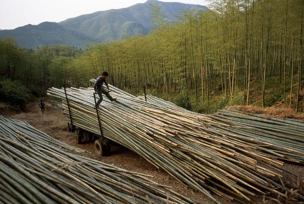 Workers haul harvested bamboo out of the forest of Anji, China.