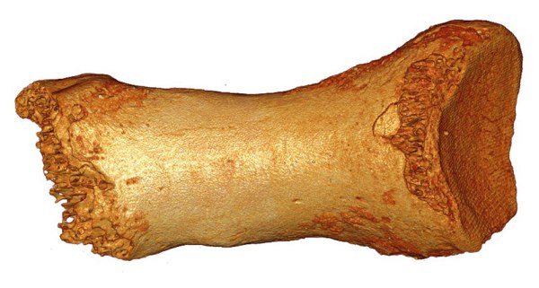 TOE-TO-TOE  A 50,000-year-old Neandertal toe bone contains evidence that humans left a genetic mark on Neandertal DNA.