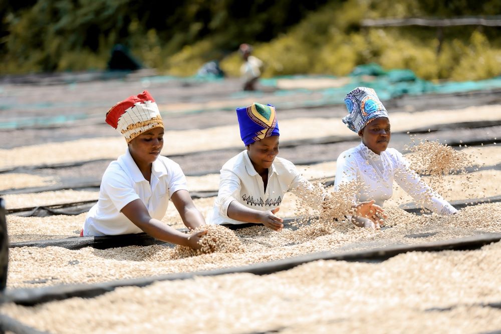 The coffee is selected to represent the future brand of Rwanda, based on the best quality coffee Rwanda can produce.