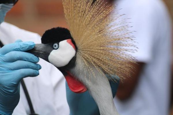 The gray-crowned crane population in Rwanda's wild has declined drastically due to poaching. The colorful bird has been captured and sold to those who prize it as a cultural good-luck charm.