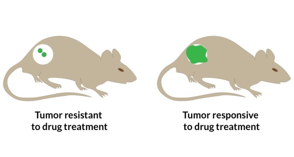 New lab-made nanoparticles deliver cancer drugs into tumors, then report their effects in real time by lighting up in response to proteins produced by dying cells. More light (right, green) indicates a tumor is responding to chemotherapy.