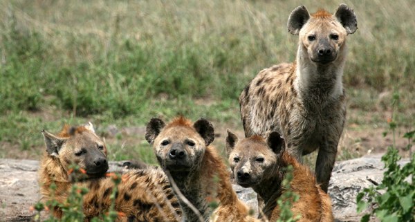 Spotted hyenas of Ngorongoro Crater in Tanzania may be one of a very small group of group-living mammals in which the guys who stay home do just as well as those who leave.