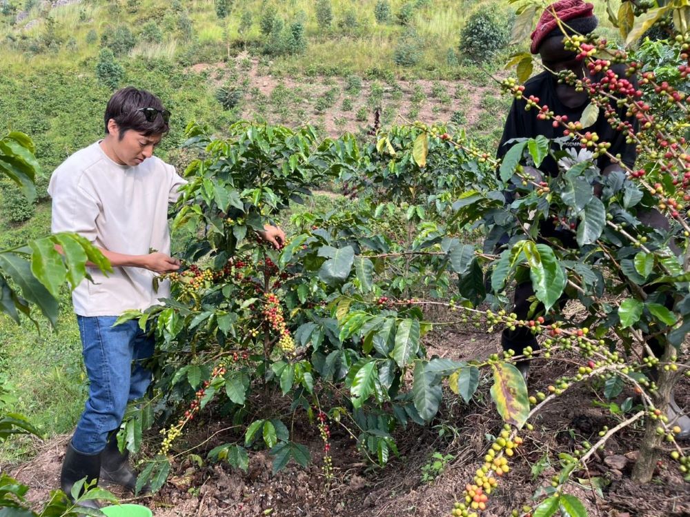 JICA’s interventions have been especially impactful for coffee cooperatives, which received technical assistance, training, and exposure to global best practices.