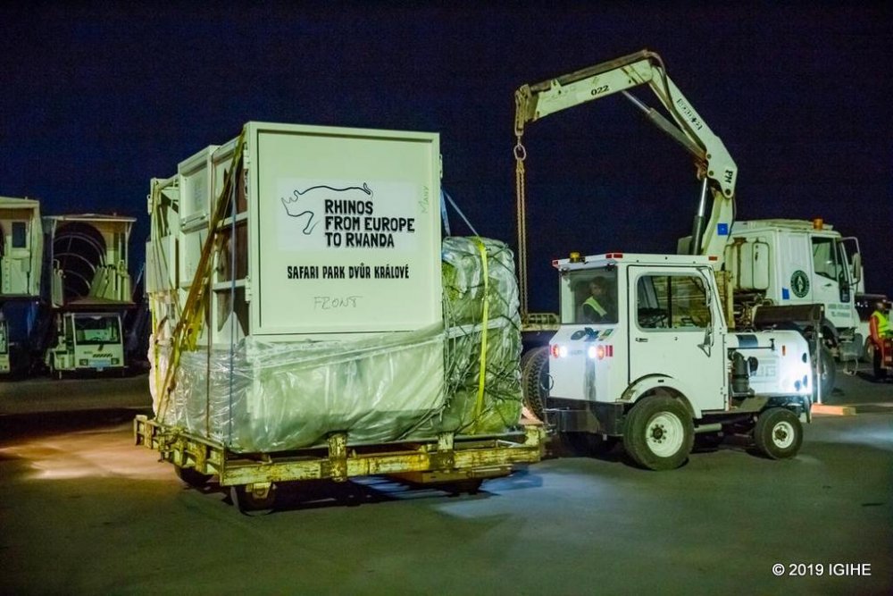  the translocation of five rhinos from European zoos to Rwanda will further enhance the natural ecosystem in Akagera National Park.