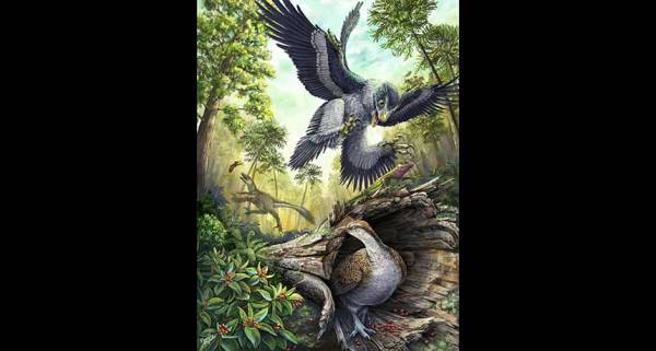 Survival secret :Some birdlike dinosaurs seemed to thrive until their big extinction 66 million years ago. Toothed maniraptorans (one in flight) died out suddenly. But their beaked relatives (one in log), the ancestors of modern birds, may have survived by eating seeds.