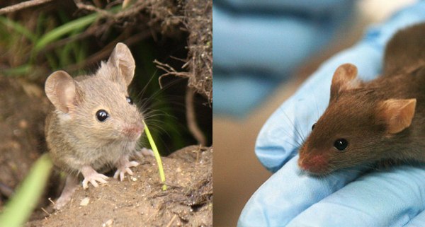 EXPERIENCE MATTERS  Wild mice (one shown left) and pet-store mice have dealt with infections, which trained their immune systems to react similarly to an adult human’s. Lab mice (one shown right) are kept in sterile environments. Their immune systems react more like a newborn baby’s or a person in a hermetically sealed room.