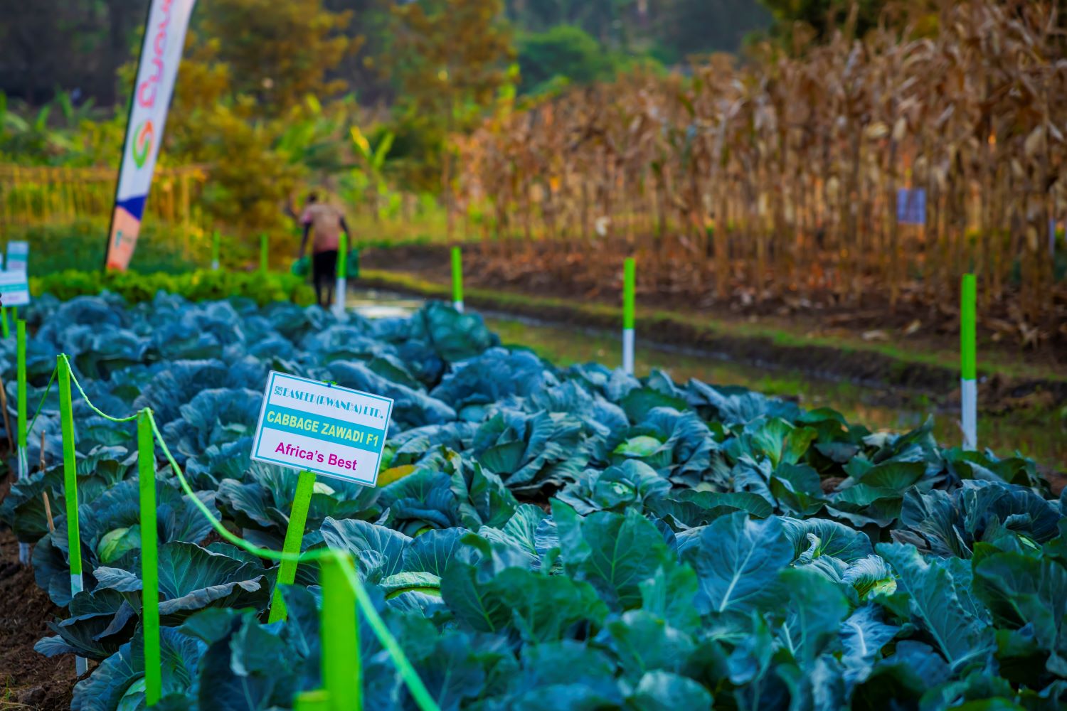 A vegetable farm exhibition at the 17th Rwanda Agriculture Show.