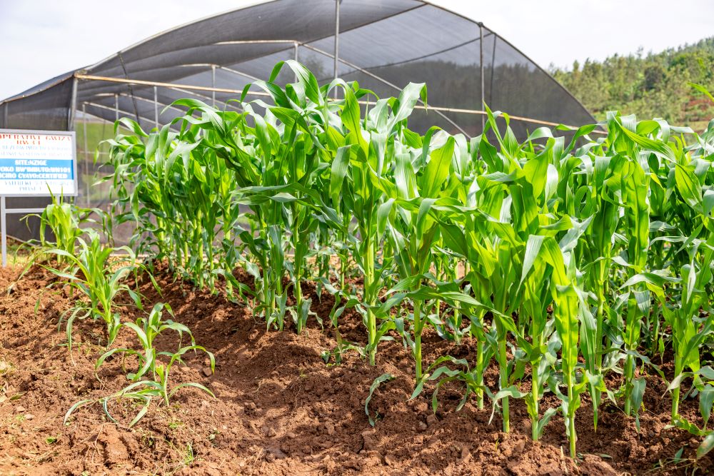 The SAIP II is operational in 20 districts across Rwanda, helping farmers increase productivity in crops such as potatoes, beans, maize, vegetables, and fruits.