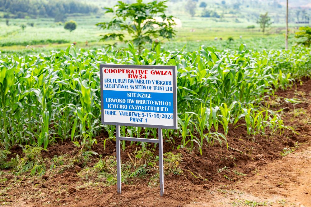 Gwiza Rw34 cooperative is a beneficiary of World Bank's funding.