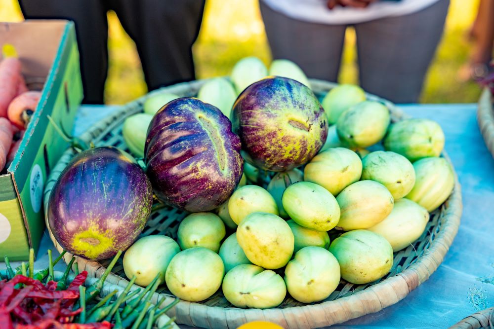 Beneficiaries also grow eggplants