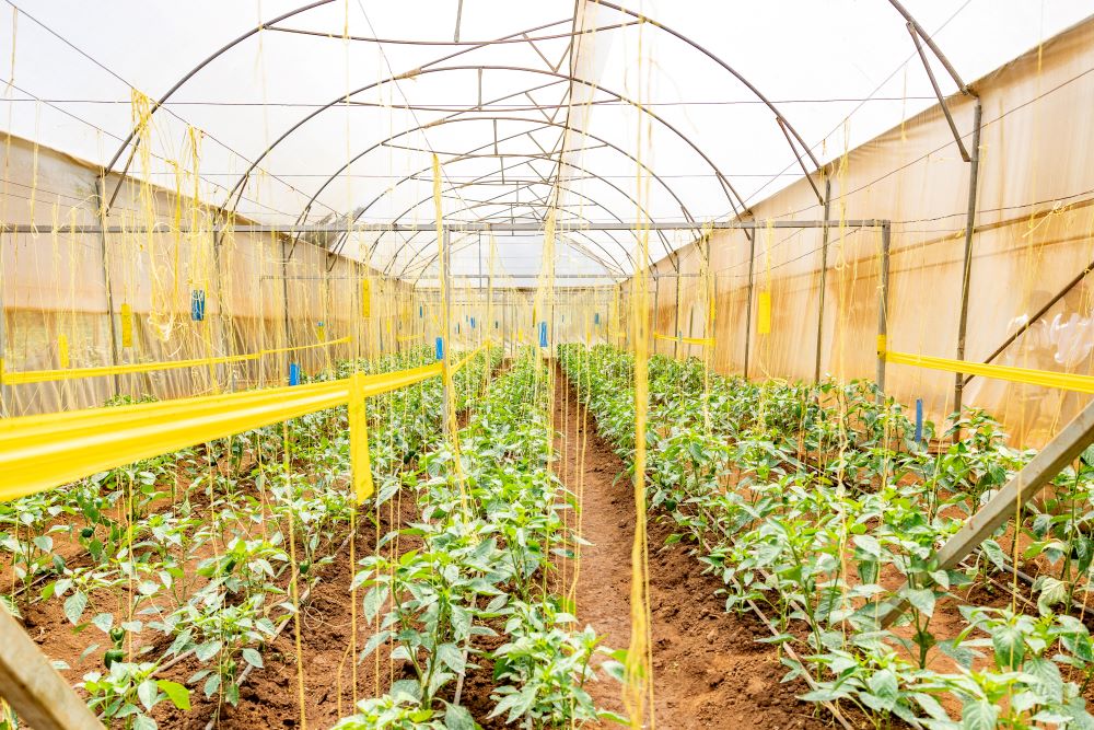 Greenhouses have helped farmers to boost agrocultural productivity.