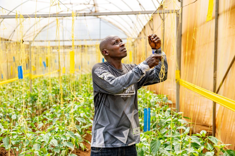 Farmers also benefit form greenhouse technology to improve yields.