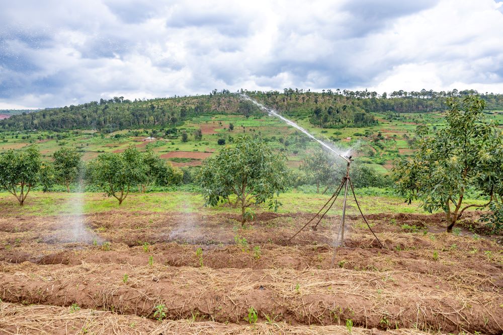Irrigation infrastructure have reduced farmers' reliance on rainfall.