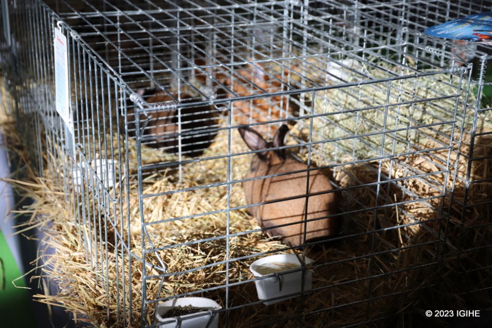 Participants also showcased best practices in raising livestock .