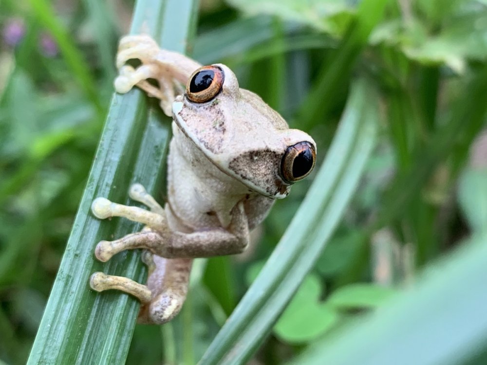 Fourteen amphibian species were also discovered in Rugezi Marsh