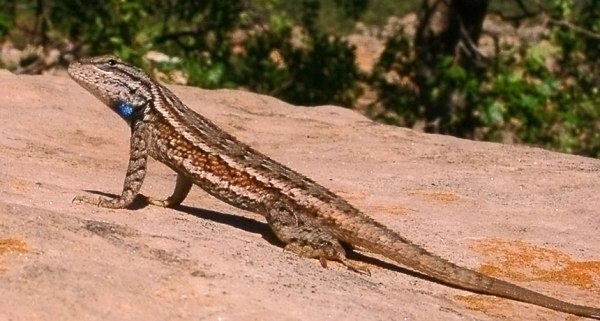 Female striped plateau lizards may be able to protect their eggs with microbes, a group of scientists is finding.