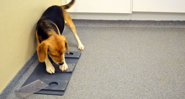 Beagles that encountered an impossible problem — an immovable lid covering a treat (shown) — sometimes sought help from a nearby human stranger. Variations in a gene previously linked to autism in humans may influence the dogs’ people-seeking behavior.