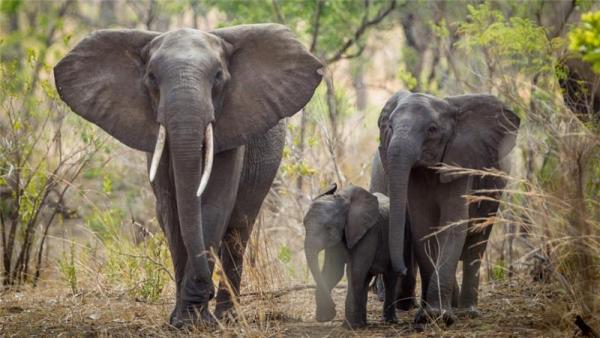 In the past 20 years, Malawi's elephant population has halved, from 4,000 to 2,000