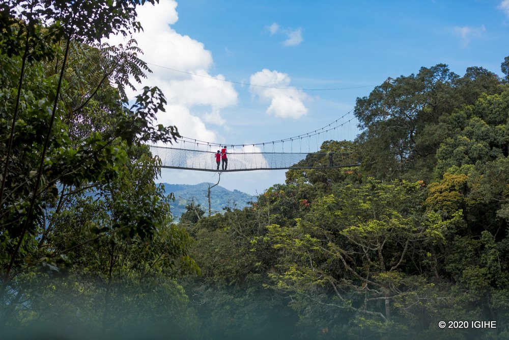Visitors to Nyungwe National Park can enjoy a thrilling walk across a suspension bridge, suspended high above the forest floor, offering stunning views of the lush jungle canopy.