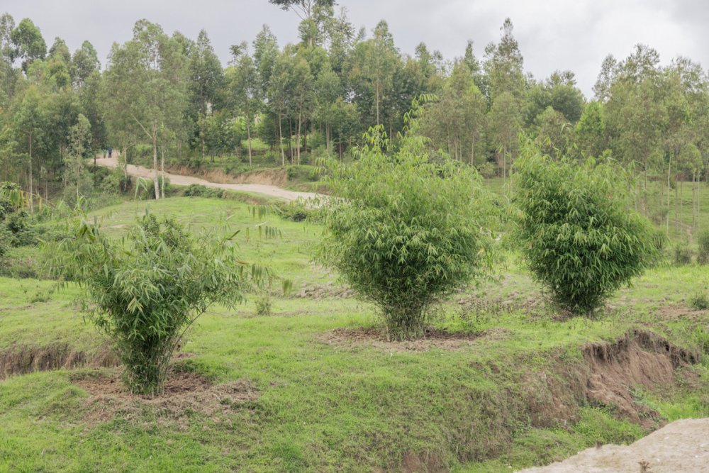 EcoPlanet Bamboo Rwanda continues to plant bamboo in various regions across Rwanda, reinforcing its commitment to environmental sustainability and community empowerment.