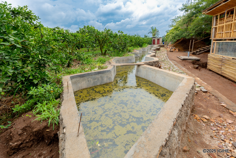 A fish pond located on the farm.