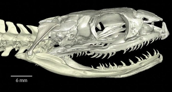 SEE-THROUGH SKULL  X-ray scans of the skulls of lizards and snakes, including Ptyas mucosa, the oriental rat snake, reveal clues that today’s snakes descended from burrowers.