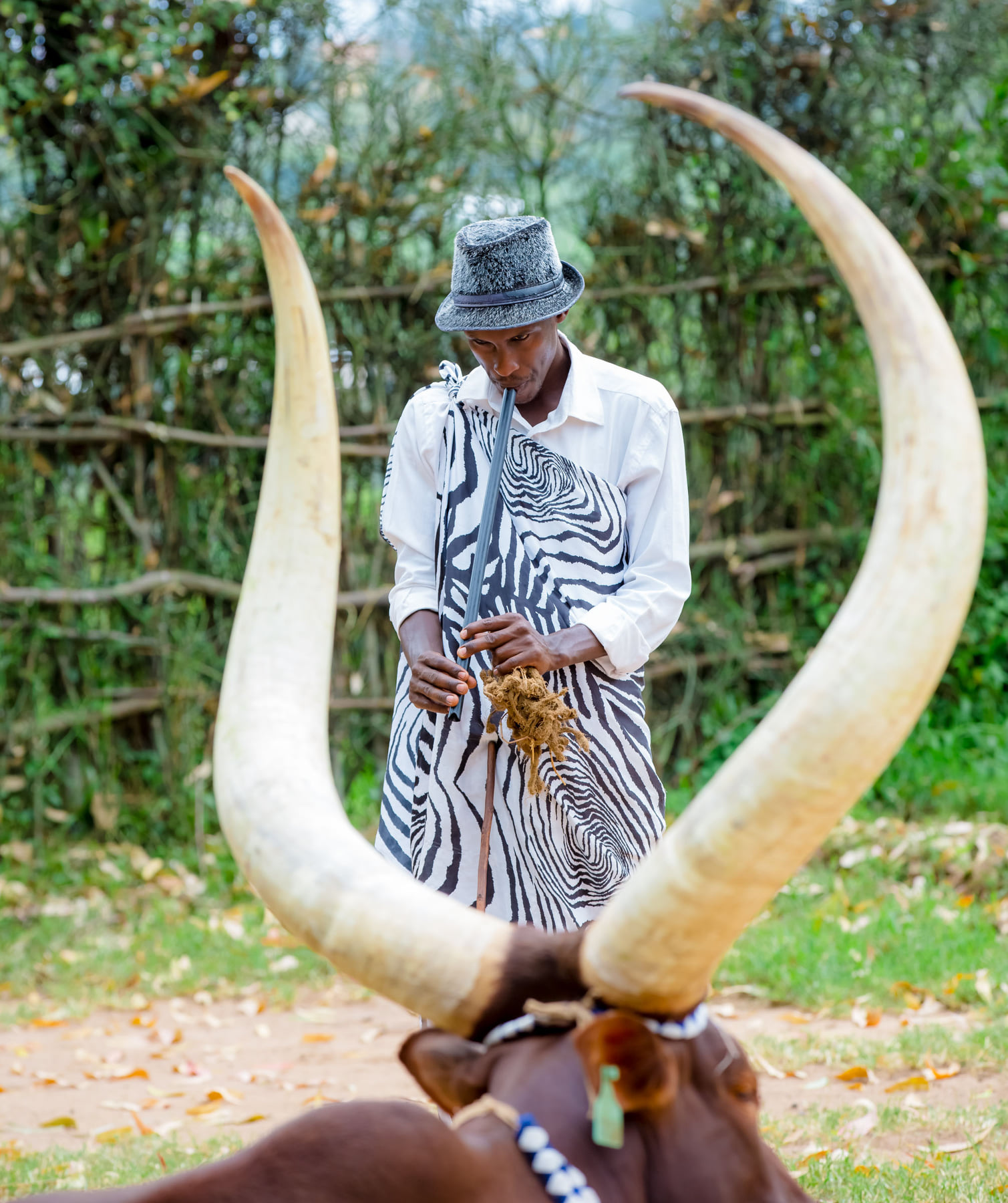 Trained from a young age, these cows were made to parade gracefully and were even taught to follow traditional songs, creating a spectacle that showcased Rwanda’s rich cultural heritage and royal traditions.