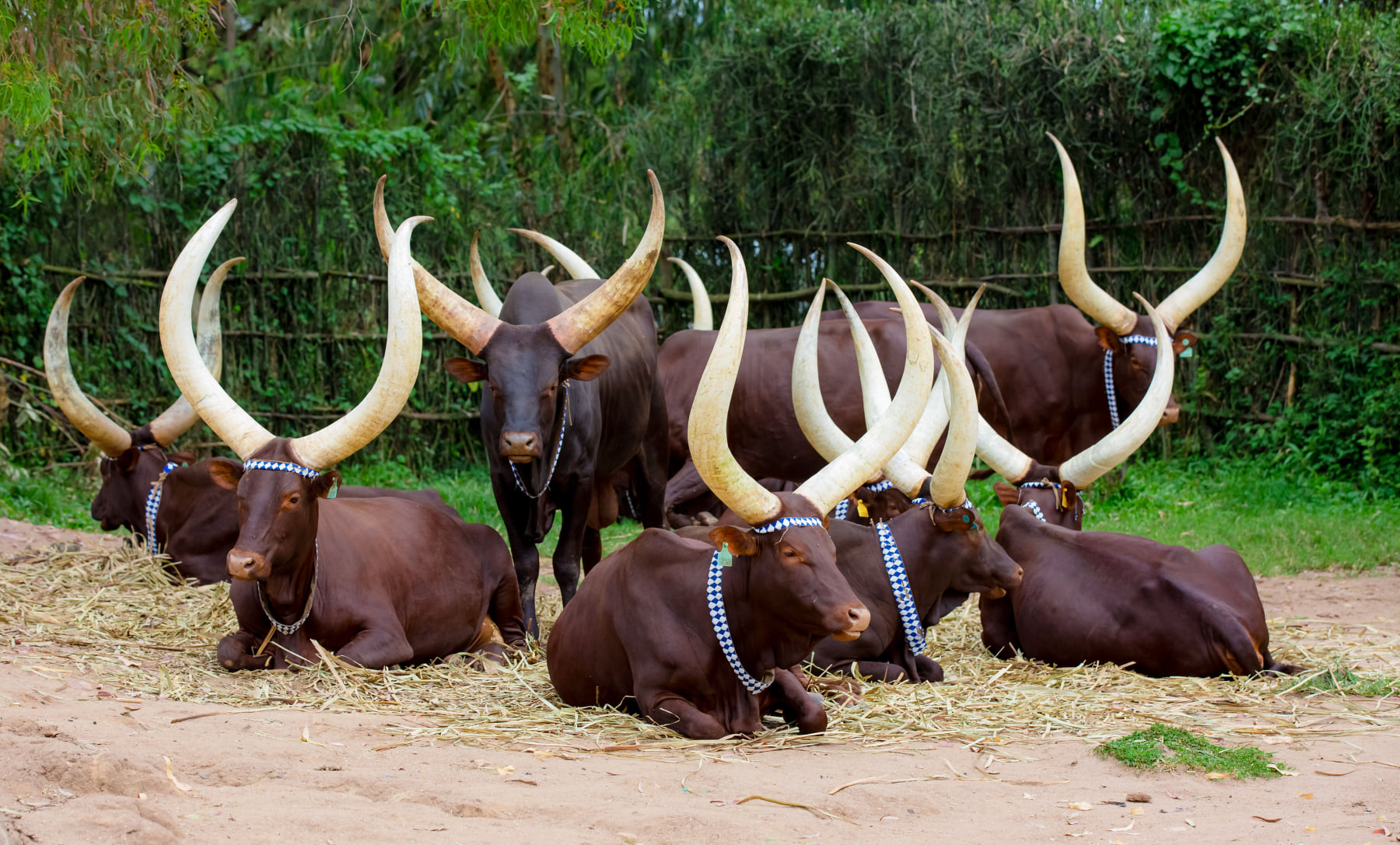 The roots of the Inyambo breed trace back to the 12th century, and their association with the Nyiginya monarchy has shaped their role in Rwandan culture. 