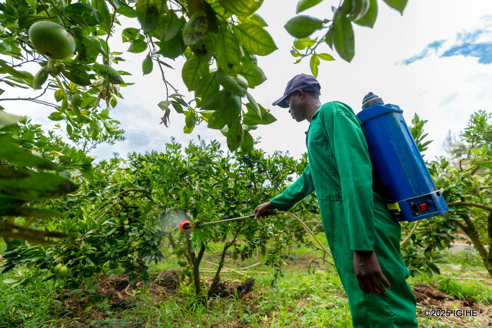 The farm's fruits are regularly sprayed to prevent diseases.