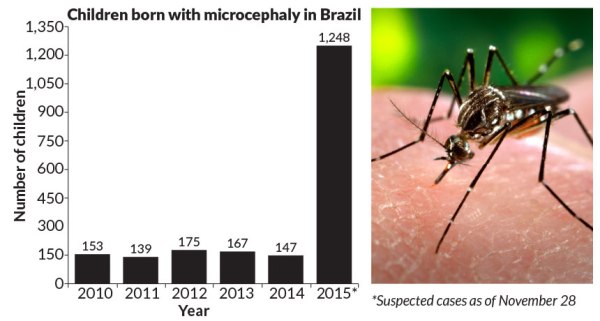 RISE IN BIRTH DEFECTS In Brazil, a spike in the number of children born with suspected microcephaly in 2015 coincides with the spread, starting in May 2015, of Zika virus infections carried by mosquitoes like this Aedes aegypti.
