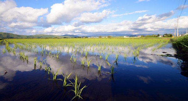 WATER LOSS Humans water crops, like the rice fields shown here, using methods such as irrigation. Water management practices like these are taking a toll on water sources, a new study finds.
