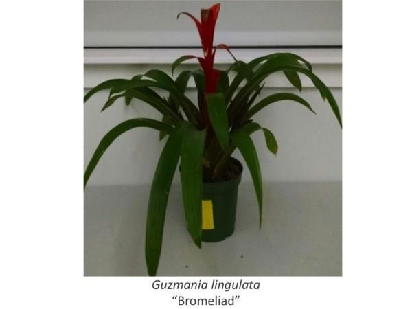 Bromeliad plants are good at removing a wide variety of vocs from the air