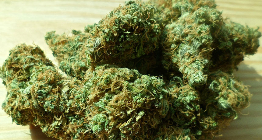 SKUNKED A new study links marijuana with high levels of THC to damage in a major brain connector.