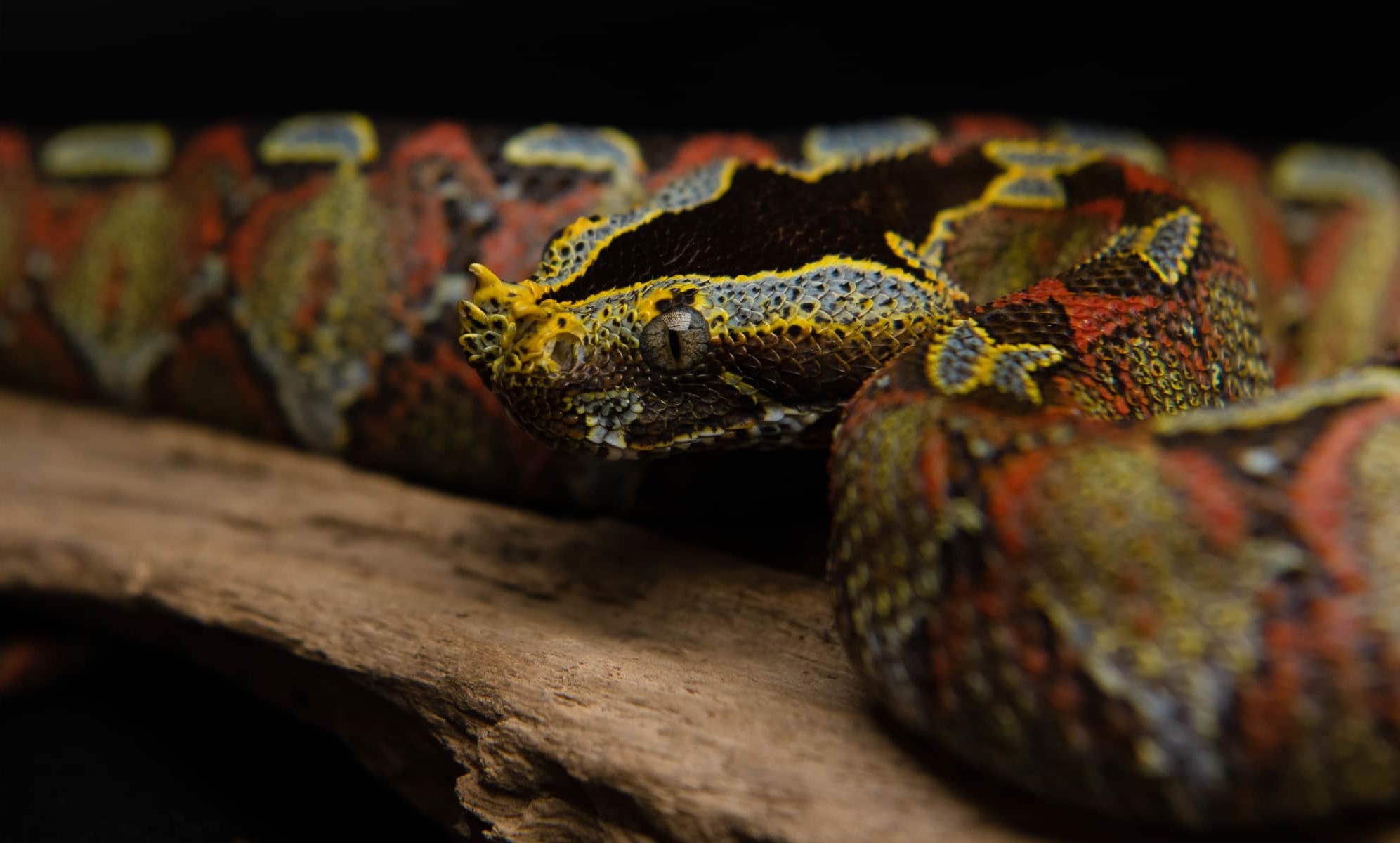 The Rhinoceros Viper are heavily coloured and patterned.