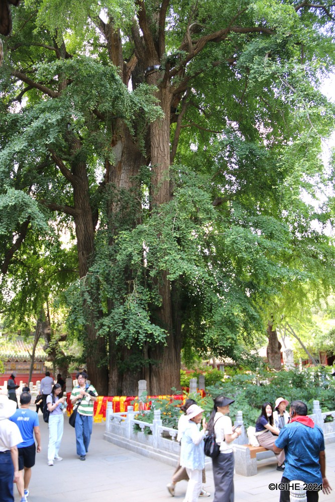This 1,400-year-old emperor’s tree planted during the Tang Dynasty has a massive trunk that can be encircled by six or seven people.