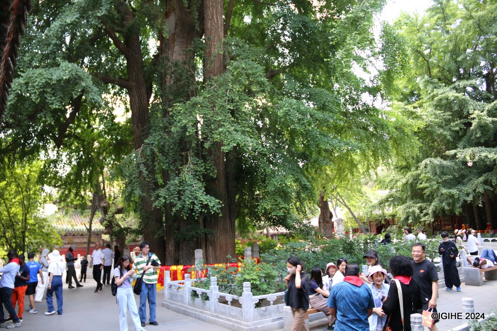 In the early 1960s, the last emperor of the Qing Dynasty, Aisin Giorro Puyi, humorously remarked on the Emperor Tree's unmerged branch during his visit.