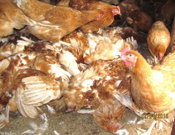 Rwanda has banned chicken, eggs imports from Uganda to prevent the spread of avian flu disease among Rwandan fowls.