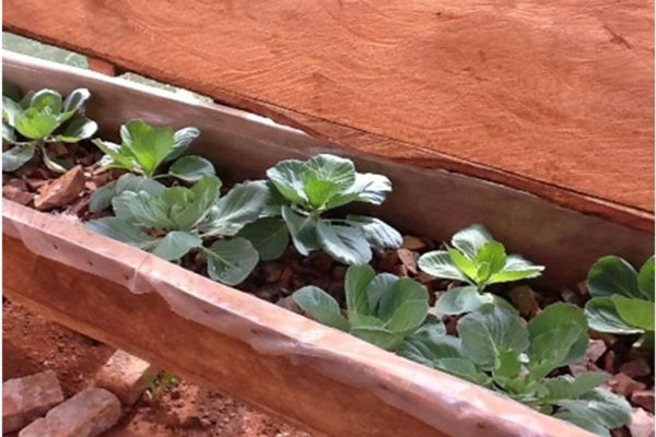 Cabbages at the centre.The centre uses soilless culture where crops are grown without any soil or sand.