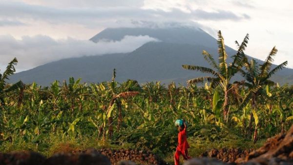 In this March 29, 2010 file photo, a resident walks past banana trees near the base of Mount Nyiragongo, one of Africa's most active volcanos, in Goma, Congo. Traumatized farmers are slowly returning to fields decimated by the 2002 eruption of Mount Nyiragongo in eastern Congo. Flowing lava flattened more than 30 percent of the city of Goma, 20 kilometers away.
