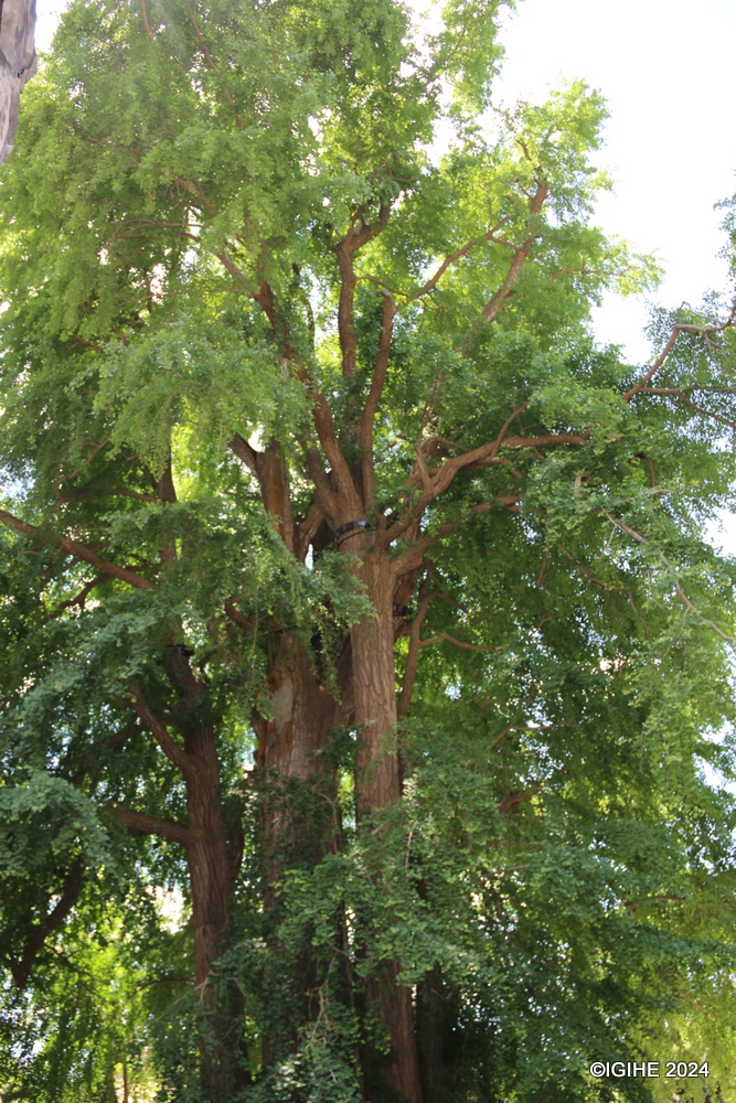 The Emperor Tree, named by Emperor Qianlong, is a symbol of the temple's royal connections and enduring legacy.